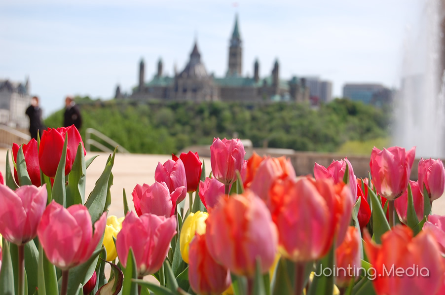 Canadian Tulip Festival