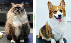 6950亿“居民”与虐猫案背后:生命伦理教育的系统性盲区 6950亿“居民”与虐猫案背后:生命伦理教育的系统性盲区