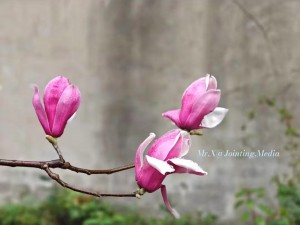 同源异流：从沈括与其兄沈披看家庭教育的“生态位”